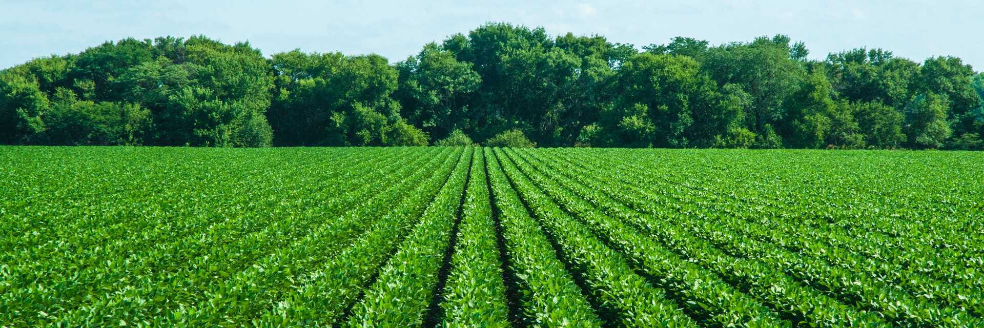 Campo de soya